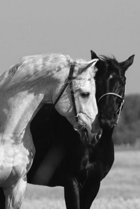 Mood tracking 101: Understanding your emotional cycles & what they mean for productivity